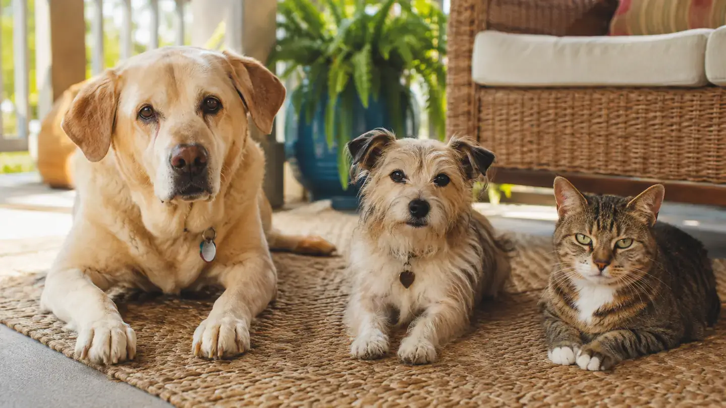 A dog and a cat with glossy coats resting together on a sunlit porch rug in Ocala, Florida