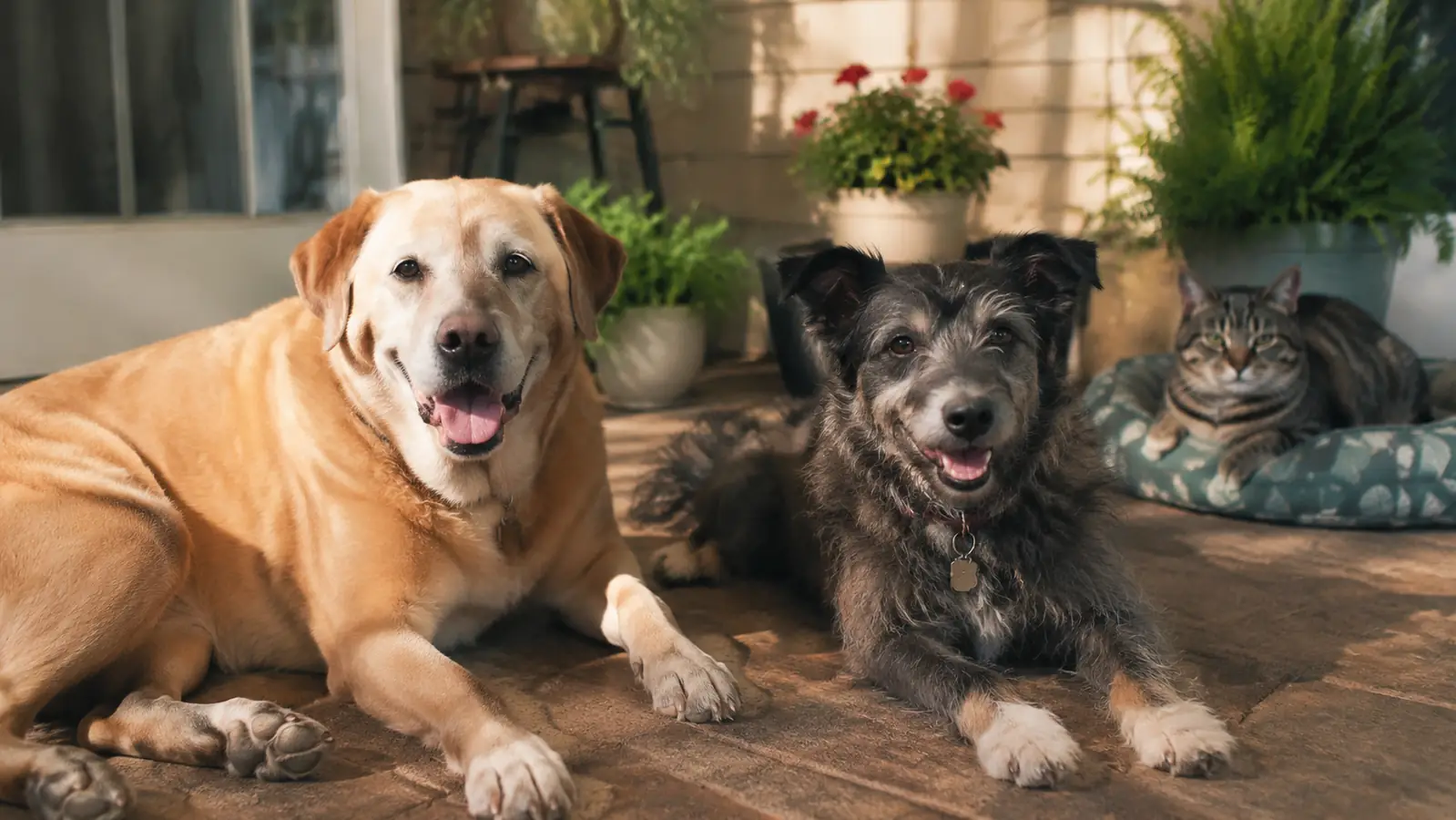 A terrier mix dog resting calmly on a sunny porch