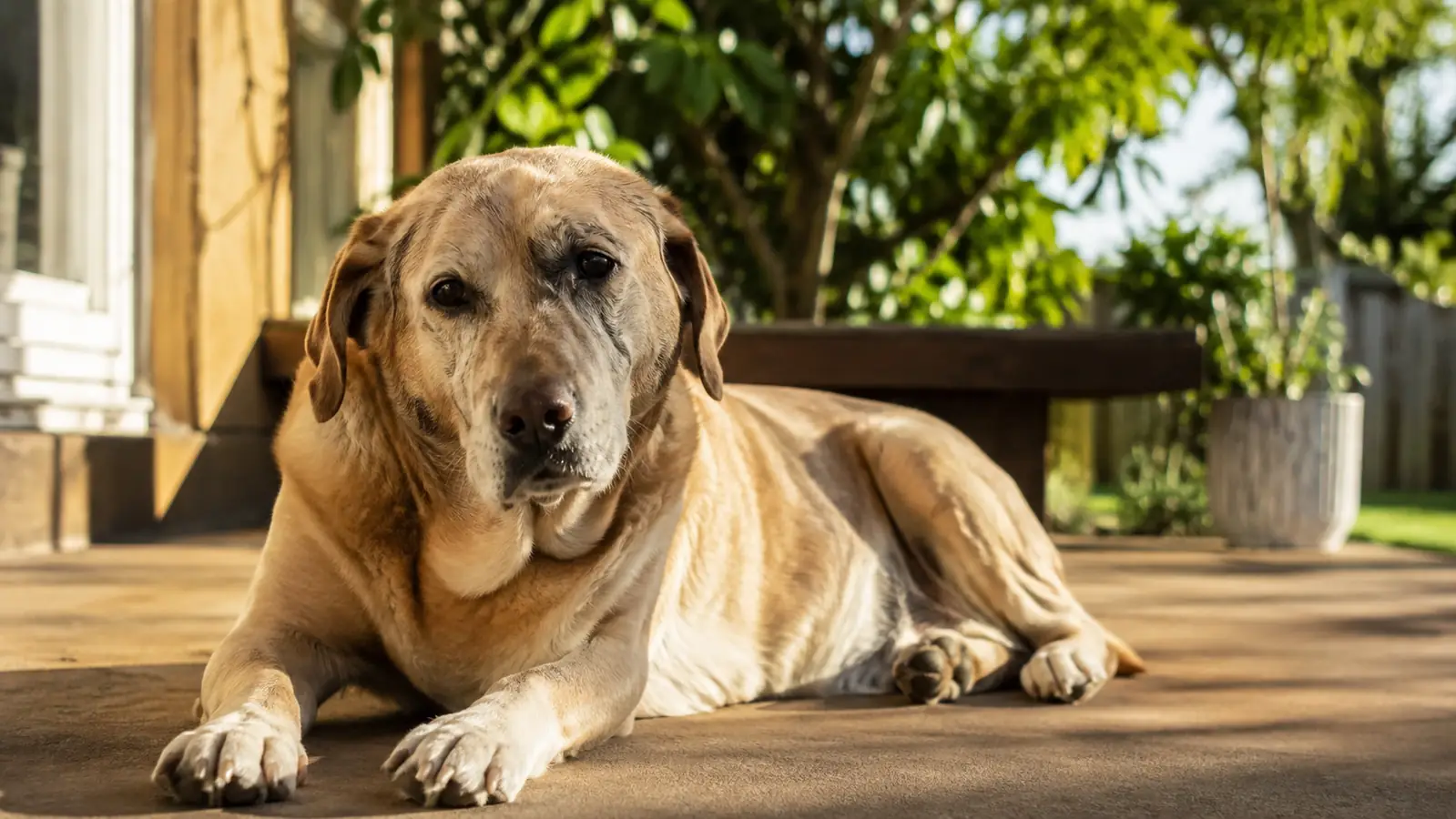 A senior Labrador mix lying in a sunny spot on a porch with a glossy coat